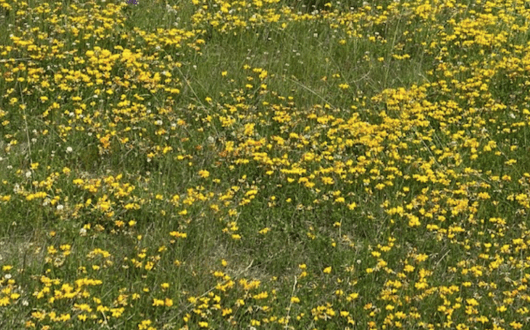 Et bilde som inneholder gress, utendørs, blomst, felt Automatisk generert beskrivelse