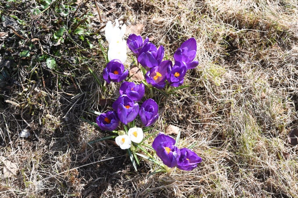 Et bilde som inneholder gress, utendørs, plante, lilla Automatisk generert beskrivelse