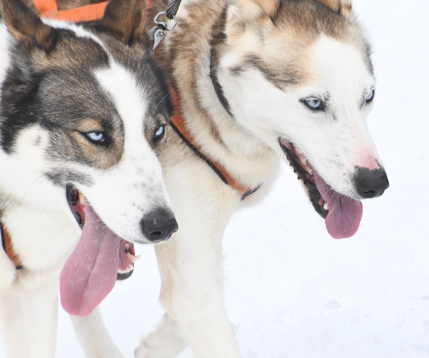 Et bilde som inneholder hund

Automatisk generert beskrivelse