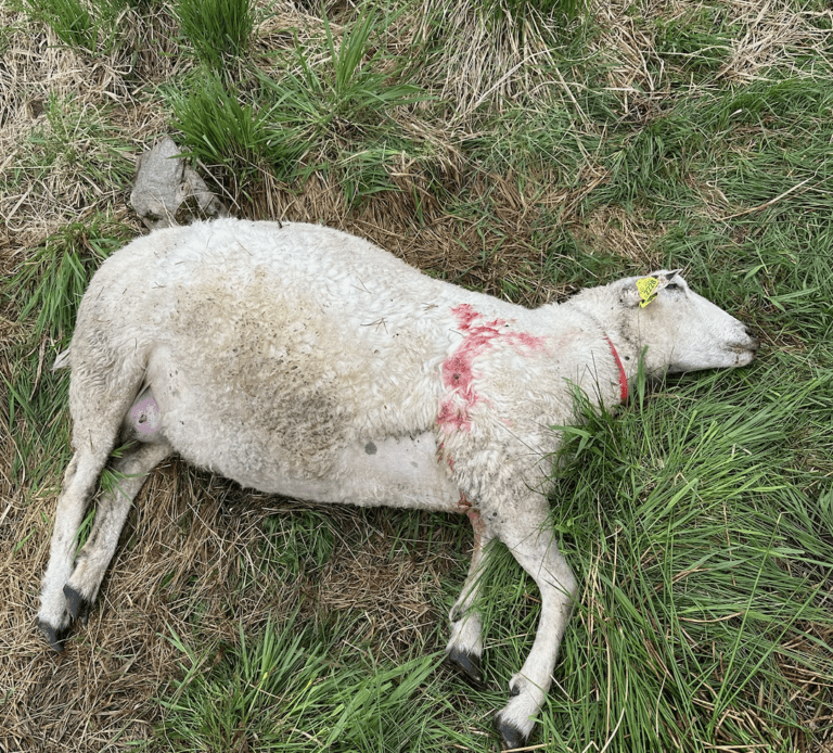Et bilde som inneholder pattedyr, gress, sau, utendørs Automatisk generert beskrivelse