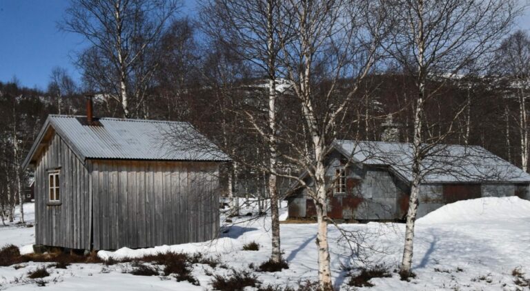 Et bilde som inneholder snø, utendørs, tre, dekket Automatisk generert beskrivelse