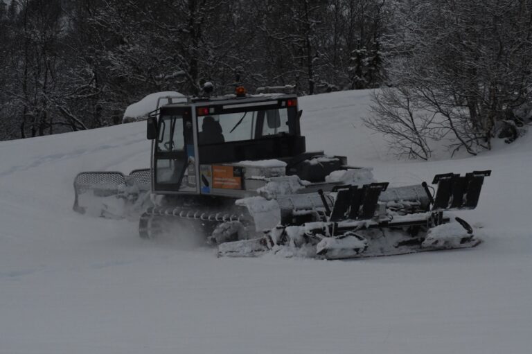 Et bilde som inneholder tre, snø, utendørs, skog Automatisk generert beskrivelse