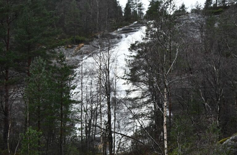 Et bilde som inneholder tre, utendørs, natur, skog Automatisk generert beskrivelse