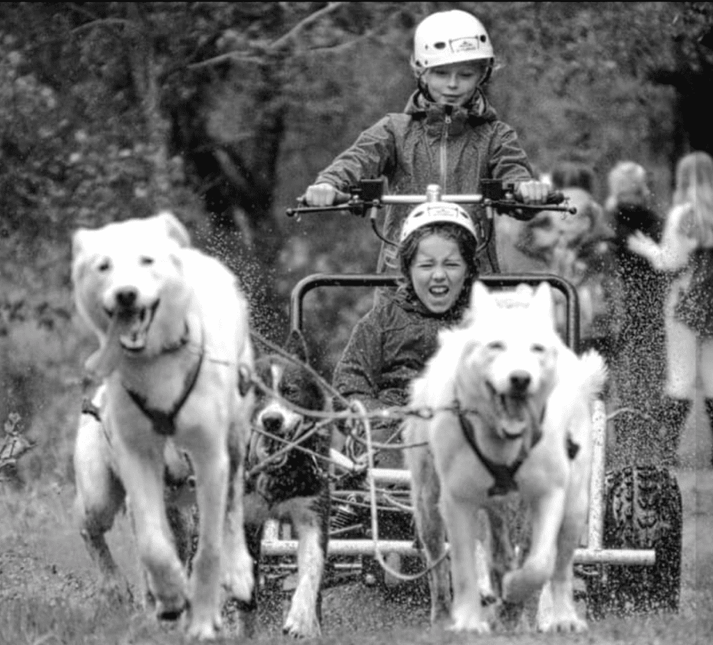 Et bilde som inneholder utendørs, gress, tre, hund Automatisk generert beskrivelse