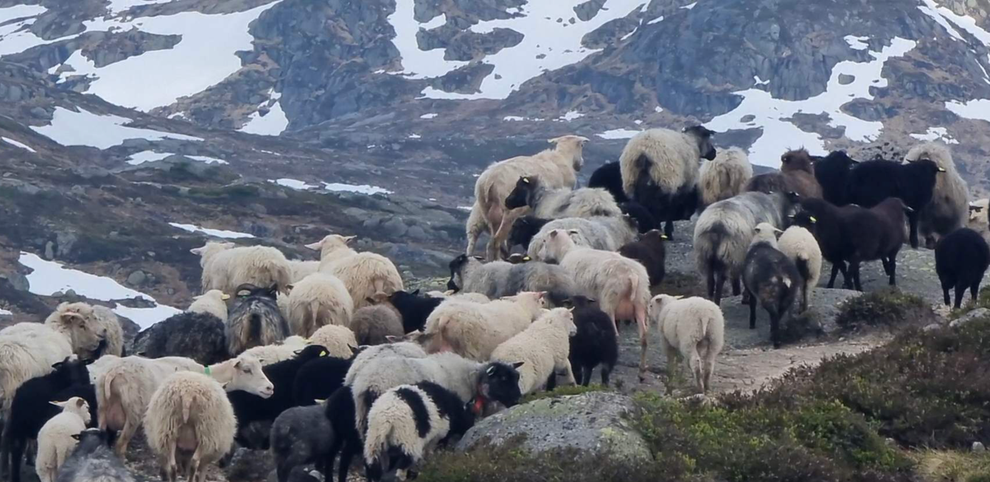 Et bilde som inneholder utendørs, pattedyr, fjell, flokk

Automatisk generert beskrivelse