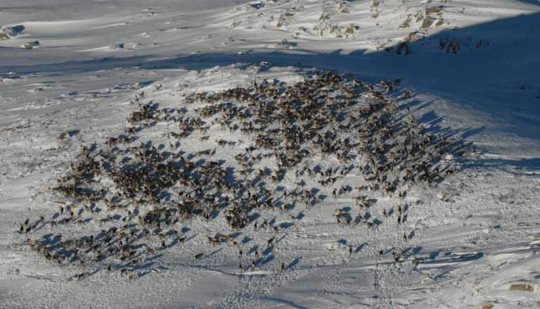 Et bilde som inneholder utendørs, snø, vinter, frost Automatisk generert beskrivelse