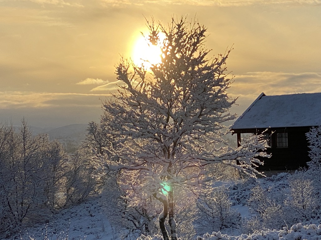 Et bilde som inneholder utendørs, tre, himmel, solnedgang Automatisk generert beskrivelse