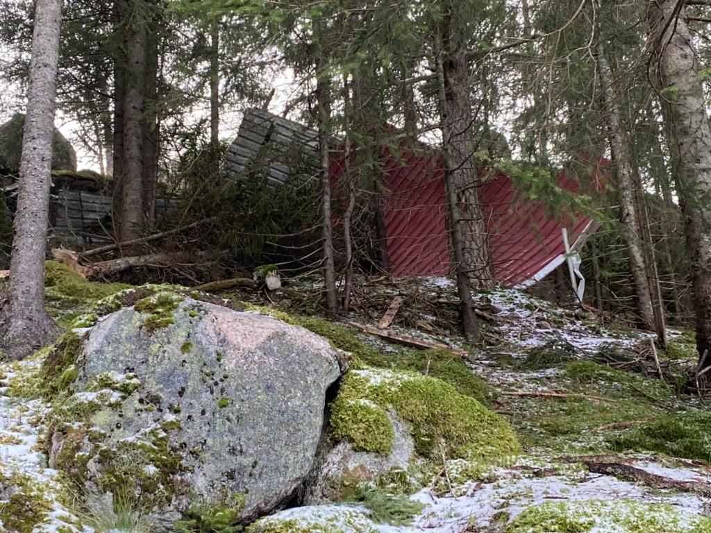 Et bilde som inneholder utendørs, tre, plante, gress Automatisk generert beskrivelse