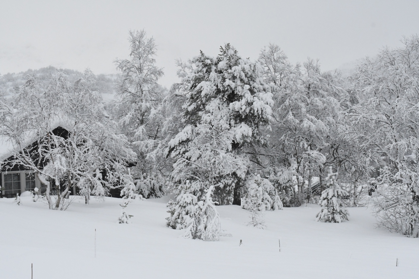 Et bilde som inneholder utendørs, tre, snø, himmel

Automatisk generert beskrivelse