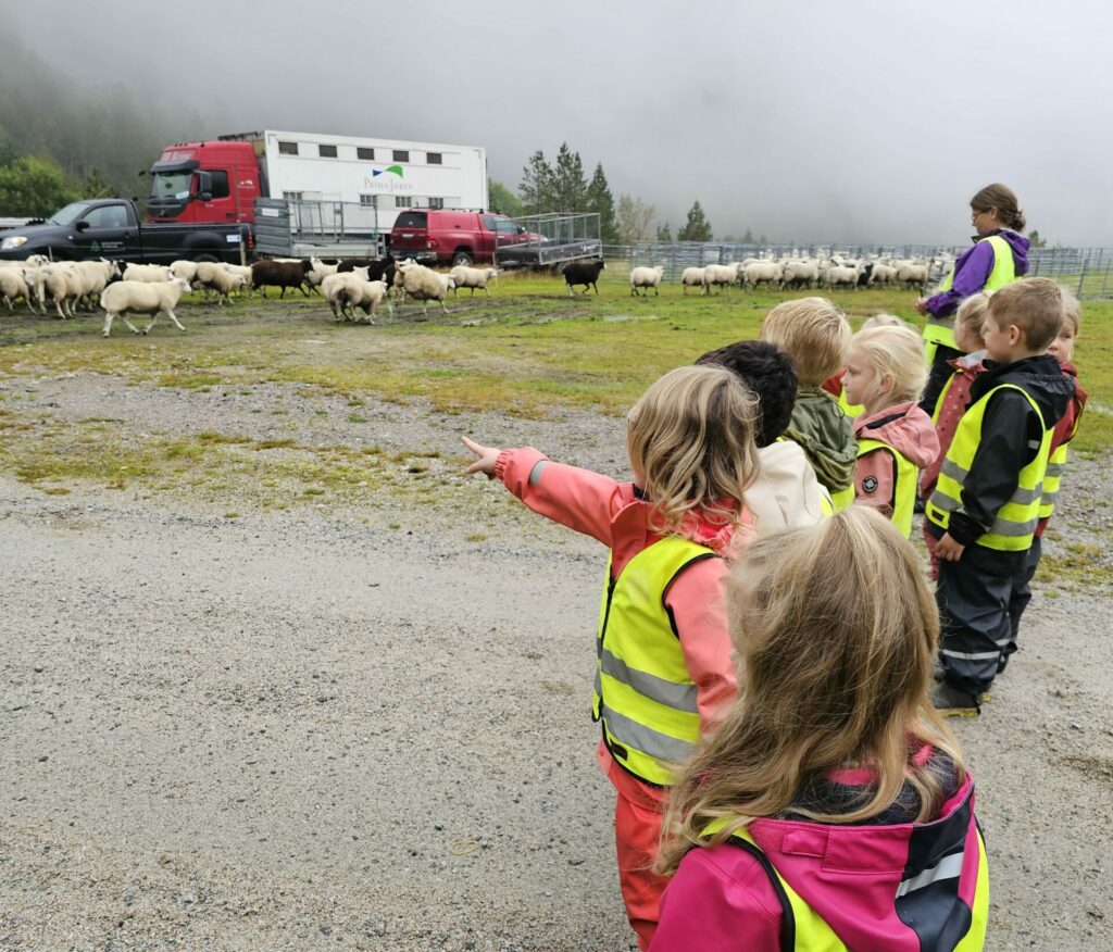 Barna fra Tonstad Barnehage følger med på sauene.