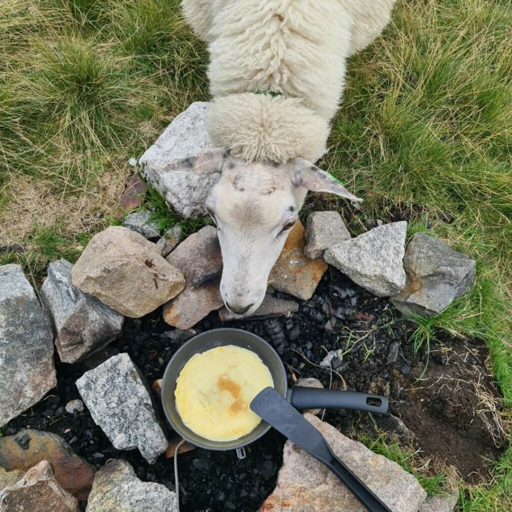 En nysgjerrig sau inspiserer maten under en pause i sankingen.