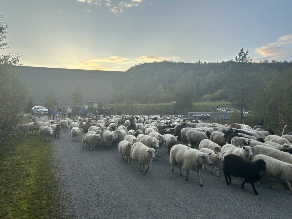 Sauesankingen nærmer seg Kvæven etter flere timers forsinkelse under Sirdalsdagane.