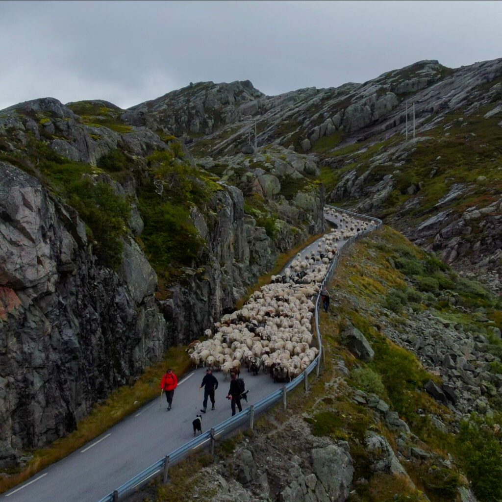 Sauesanking i Sirdal fra en tidligere anledning.