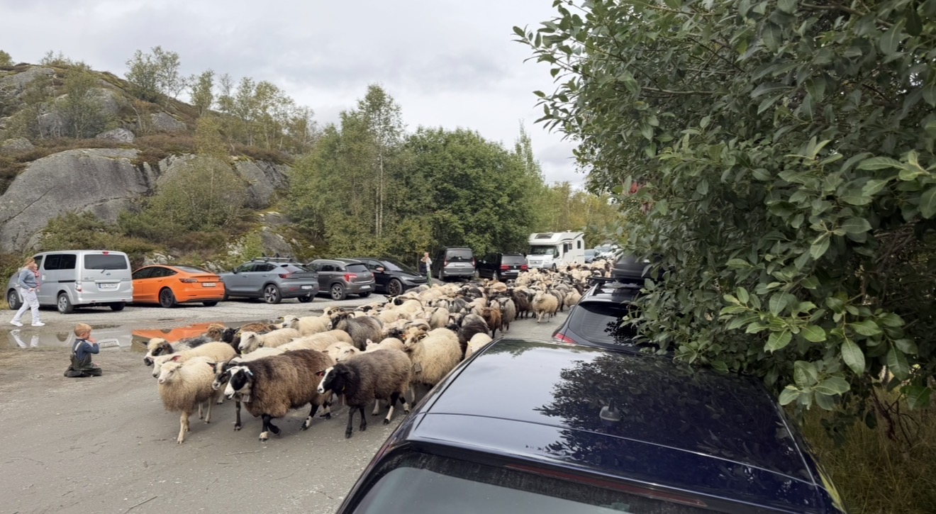 Se sauene komme ned fra heia